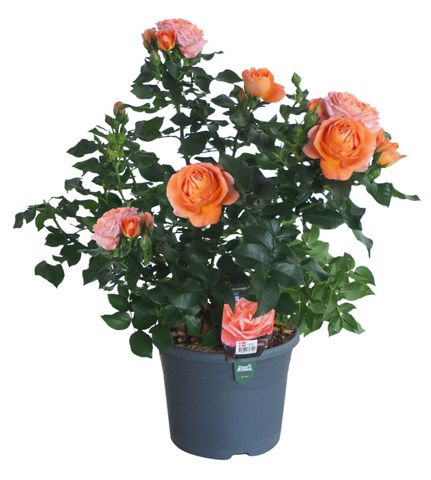 Haverose i 19 cm potte